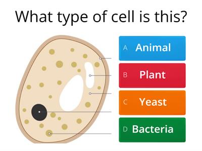 B1: plants and animal cells