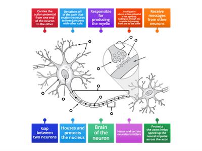 Function of Neuron Parts