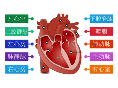 心脏结构