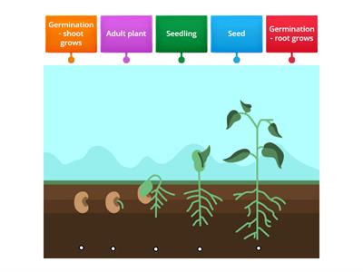 Y1 Plant Life Cycle
