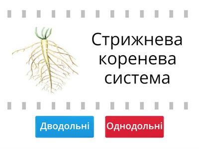 Покритонасінні або квіткові