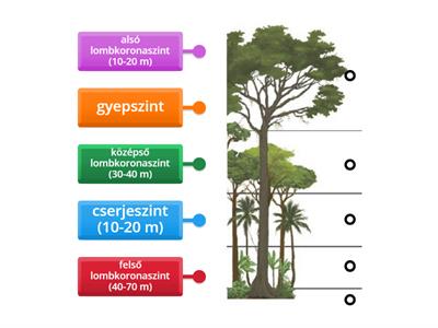 A trópusi esőerdők szintezettsége
