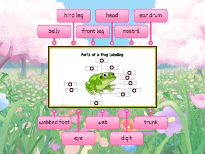 Parts of Frog lablling