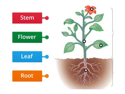 Parts of Plants