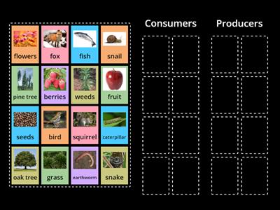 Consumers & Producers (Grade 2 Science)