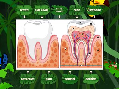 healthy tooth