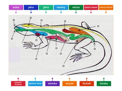 anatomie ještěrka