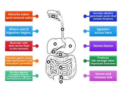 Human digestive system (level 2)