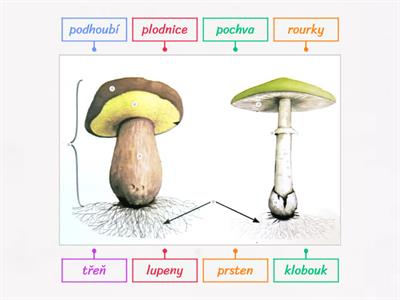 Části houby 