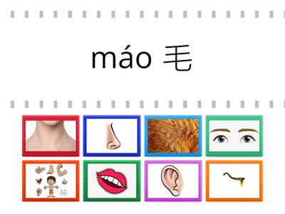  Y4 body parts （with pinyin and characters）