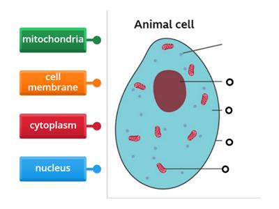 S1 Cells - animal cell