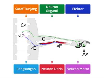 BIOLOGI: Arka Refleks 3 Neuron