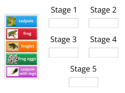 Stages in a  Frog Life Cycle