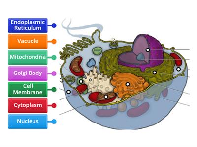 PARTS OF THE CELL