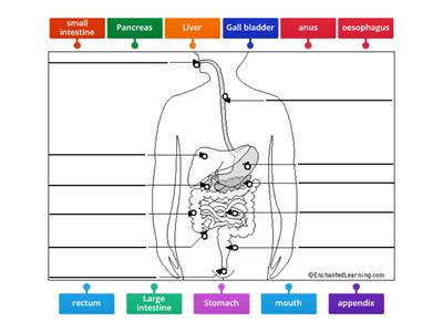 Human digestive system