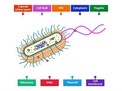 Parts of a bacteria 