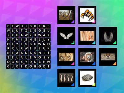 T5B 3 Animals. Body parts. Wordsearch