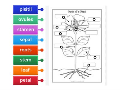 Plants & Flowers