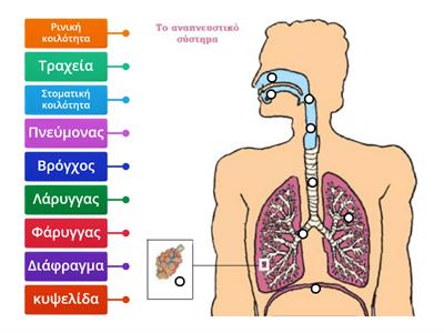  Το αναπνευστικό σύστημα