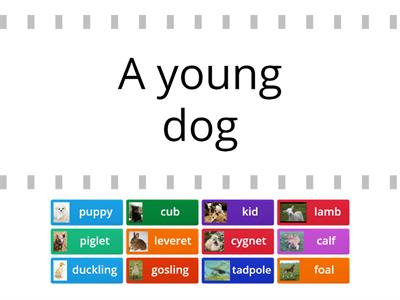 Names of animal young