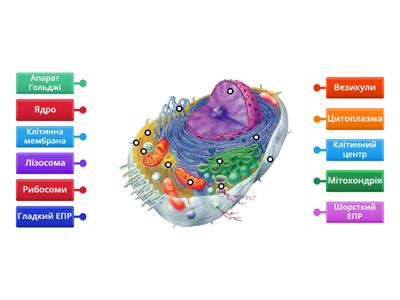 Загальний план будови клітини
