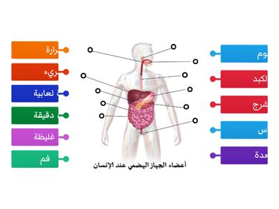  أعضاء الجهاز الهضمي عند الانسان