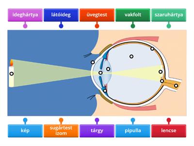 Szem felépítése 