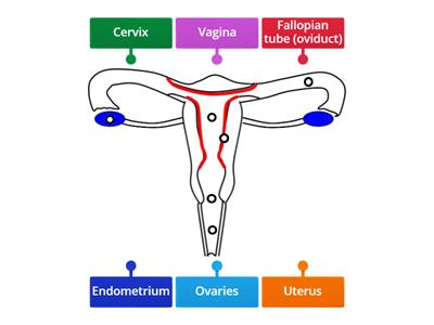 Female reproductive system SPHE