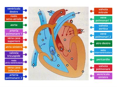 Anatomia del cuore umano_ con modifiche
