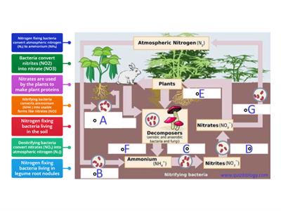 Nitrogen Cycle- Bacteria Comes To The Rescue