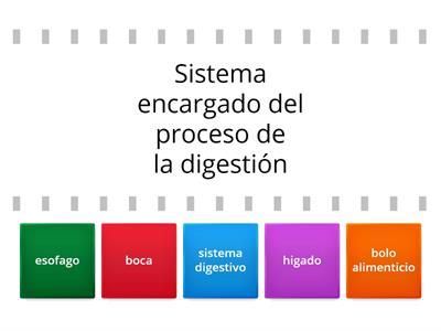 Sistema digestivo- CEEJOVA GRADO 1