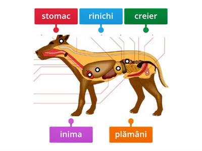 Organele interne ale animalelor