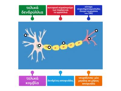 Ένας τυπικός νευρώνας(νευρικό κύτταρο)