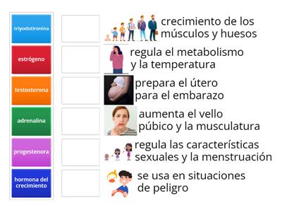 hormonas en el cuerpo