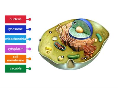  Label Animal Cell Organelles