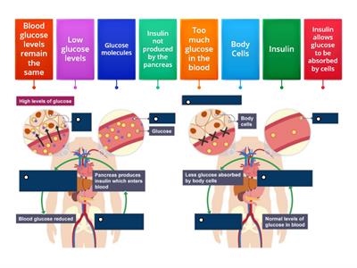 Blood Sugar Flow Diagrams