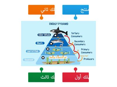 هرم الطاقة في المحيط