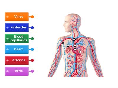 Circulatory system