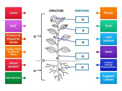 Plant Structure & Function