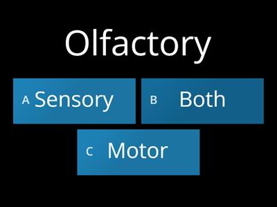 Cranial Nerves Function and Numbers