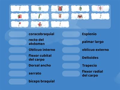 Musculos de la espalda, abdomen, brazo y antebrazo 