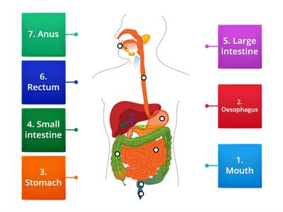junior cert science Path of food through the digestive system