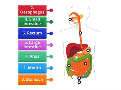 junior cert science Path of food through the digestive system