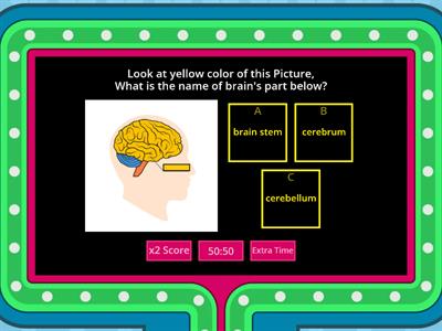 Human Brain