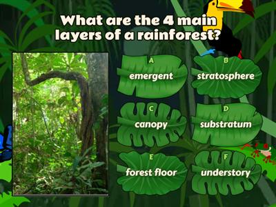 Year 4 Rainforest Layers
