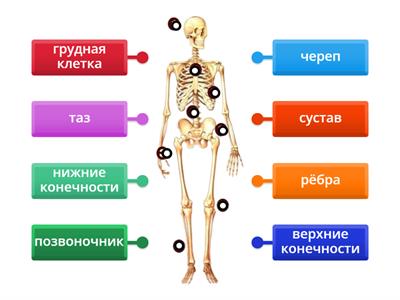 Скелет человека