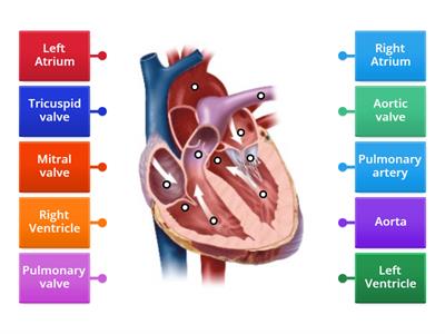 Heart anatomy