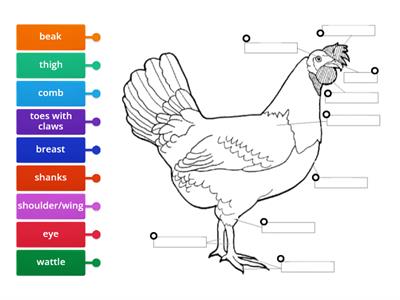 Me5a Biology - Animals Parts of a Chicken