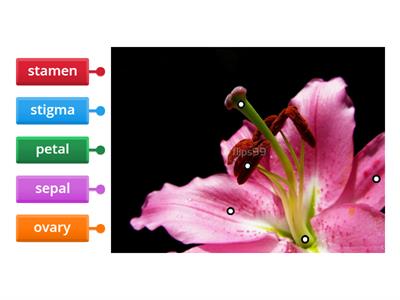 Orchid flower anatomy