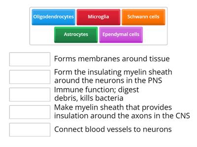 Neuroglia Physiology